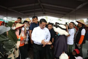 Harga Singkong Melejit dari Rp700 Jadi Rp3.000/Kg, Petani Lampung Ketiban Berkah