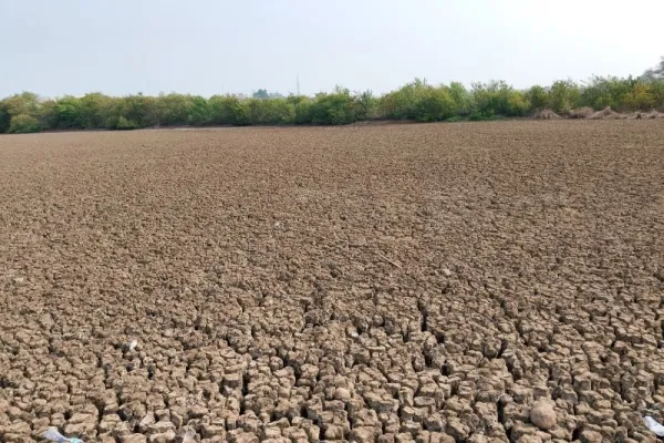 Asuransi Padi 100 Ribu Hektare Disiapkan, Petani Cuma Bayar Rp36 Ribu