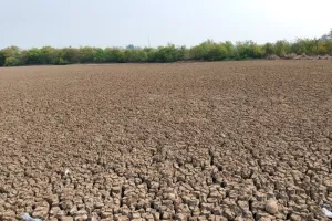 Asuransi Padi 100 Ribu Hektare Disiapkan, Petani Cuma Bayar Rp36 Ribu
