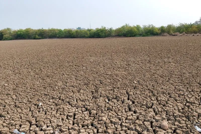Kementan menargetkan asuransi padi 100 ribu hektare pada 2026 dengan subsidi premi 80 persen untuk membantu petani menghadapi risiko iklim.