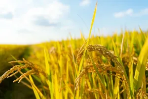 Anomali Harga Gabah Disebabkan oleh Panen Raya di Sejumlah Daerah Berlimpah, Perpadi: Harga Gabah Turun