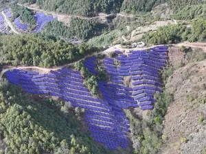 Risen Energy Raih Pesanan Modul HJT 1,2 GW dari China Huaneng Group, Semakin Memperkuat Posisinya sebagai Pemimpin Industri