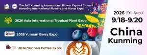 Ekspor Bunga Yunnan Terus Tumbuh Pesat Menjelang IFEX Kunming 2026