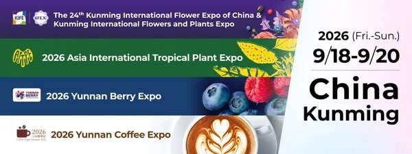 Ekspor Bunga Yunnan Terus Tumbuh Pesat Menjelang IFEX Kunming 2026